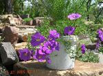 fotografie Zahradní květiny Cup Flower (Nierembergia), šeřík