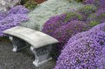 Foto Flores de jardín Aubrieta, Berro De Roca , lila