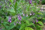 Fil Trädgårdsblommor Vallört (Symphytum), lila