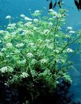 Photo Water Celery, Water Parsley, Water Dropwort characteristics