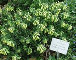 Fil Trädgårdsblommor Gyllene Droppe (Onosma), gul