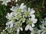 Photo Minoan Lace, White Lace Flower characteristics