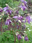 Photo Garden Flowers Columbine flabellata, European columbine (Aquilegia), lilac