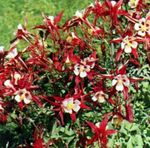 Photo Garden Flowers Columbine flabellata, European columbine (Aquilegia), red