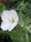 Photo White Buttercup, Pale Evening Primrose characteristics