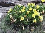 fotografie Záhradné kvety Biely Iskerník, Svetlo Pupalkový (Oenothera), žltá