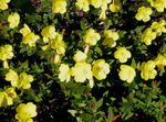 Photo les fleurs du jardin Onagre (Oenothera fruticosa), jaune