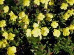 fénykép Kerti Virágok Ligetszépe (Oenothera fruticosa), sárga