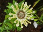 mynd garður blóm Daisy Afríku, Cape Daisy (Osteospermum), gulur