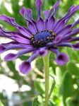 zdjęcie Ogrodowe Kwiaty Dimorfoteka (Cape Daisy) (Osteospermum), purpurowy