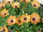 Foto Have Blomster Afrikanske Daisy, Cape Daisy (Osteospermum), appelsin