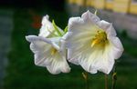 foto Flores do Jardim Ostrowskia (Ostrowskia magnifica), branco