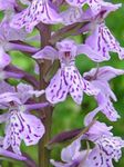 Marsh Orchid, Sást Orchid