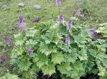 Nuotrauka Sodo Gėlės Monkshood (Aconitum), alyvinis