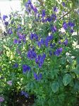 Photo Garden Flowers Monkshood (Aconitum), blue