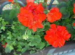 Фото Садовые Цветы Пеларгония (Pelargonium), красный