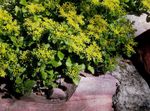 Photo bláthanna gairdín Stonecrop (Sedum), buí