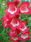 Foto Flores de jardín Estribaciones Penstemon, Penstemon Chaparral, Bunchleaf Penstemon (Penstemon x hybr,), rojo