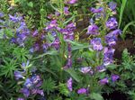 Fil Trädgårdsblommor Foten Penstemon, Chaparral Penstemon, Bunchleaf Penstemon (Penstemon x hybr,), violett