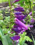 Foto Have Blomster Østlige Penstemon, Behårede Beardtongue , lilla