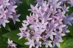 Photo Bláth Réalta Éigipteach, Braisle Réalta Éigipteach (Pentas), lilac