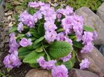 фота Садовыя Кветкі Прымула (Primula), бэзавы