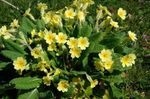 Foto Have Blomster Primula , gul