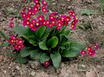 фота Садовыя Кветкі Прымула (Primula), чырвоны