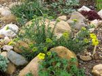 Photo bláthanna gairdín Ciseán Ór (Alyssum), buí