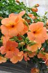 Photo Garden Flowers Petunia , orange