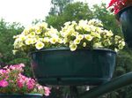 Photo Garden Flowers Petunia , yellow