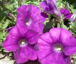 foto Flores do Jardim Petúnia (Petunia), roxo