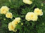 fénykép Kerti Virágok Babarózsa (Paeonia), sárga