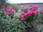 foto I fiori da giardino Peonia (Paeonia), rosso