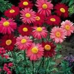 Foto Flores de jardín Margarita Pintada, Pluma Dorada, Matricaria Oro (Pyrethrum hybridum, Tanacetum coccineum, Tanacetum parthenium), rojo