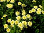 Foto Flores de jardín Margarita Pintada, Pluma Dorada, Matricaria Oro (Pyrethrum hybridum, Tanacetum coccineum, Tanacetum parthenium), amarillo