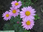 Foto Dārza Ziedi Apgleznoti Margrietiņa, Zelta Spalvu, Zelta Meiteņu Pīpenes (Pyrethrum hybridum, Tanacetum coccineum, Tanacetum parthenium), ceriņi