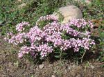 foto I fiori da giardino Palude Rosmarino, Comune Rosmarino Palude, Palude Andromeda , rosa