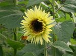 Photo les fleurs du jardin Tournesol (Helianthus annus), jaune