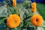 フォト 庭の花 ヒマワリ (Helianthus annus), オレンジ