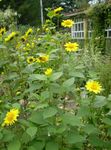 Tournesol Minces Feuilles