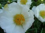 Photo Sun Plant, Portulaca, Rose Moss characteristics