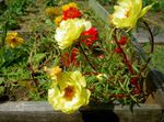 Foto Sonnenpflanze, Portulaca Stieg Moos Merkmale