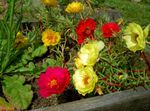 mynd garður blóm Sól Álversins, Portulaca, Hækkaði Moss (Portulaca grandiflora), rauður