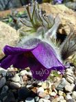 foto Pasque Fiore (Pulsatilla), porpora