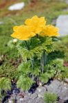 Photo les fleurs du jardin Anémone Pulsatille (Pulsatilla), jaune