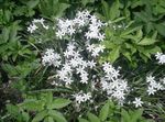 fotografie Záhradné kvety Hviezda-Of-Betlehema (Ornithogalum), biely