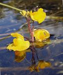 Foto Have Blomster Blærerod (Utricularia vulgaris), gul