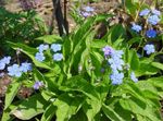 Photo Navelwort, Blue-Eyed-Mary, Rampante Forget-Me-Not les caractéristiques