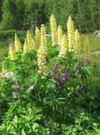 Фото Садові Квіти Люпин (Lupinus), жовтий